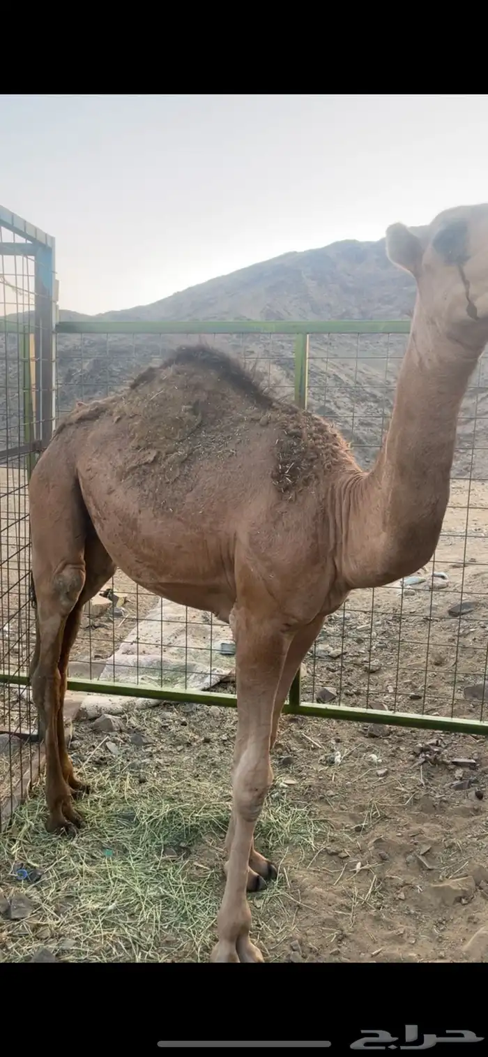 قعود للبيع 1