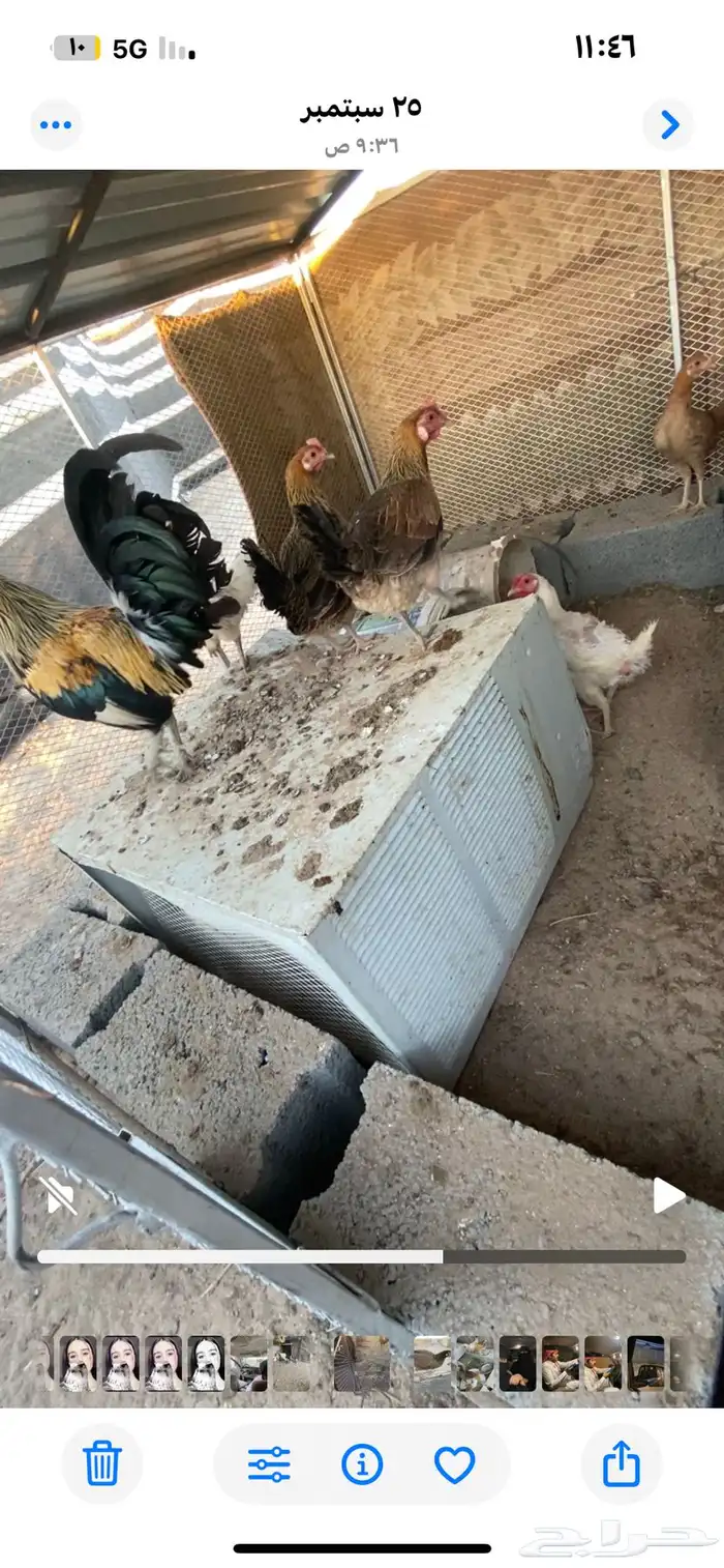 ديك كفو وحار ونشيط مسيوم ب60 وسليم شرط واصامل يتواصل معي 1