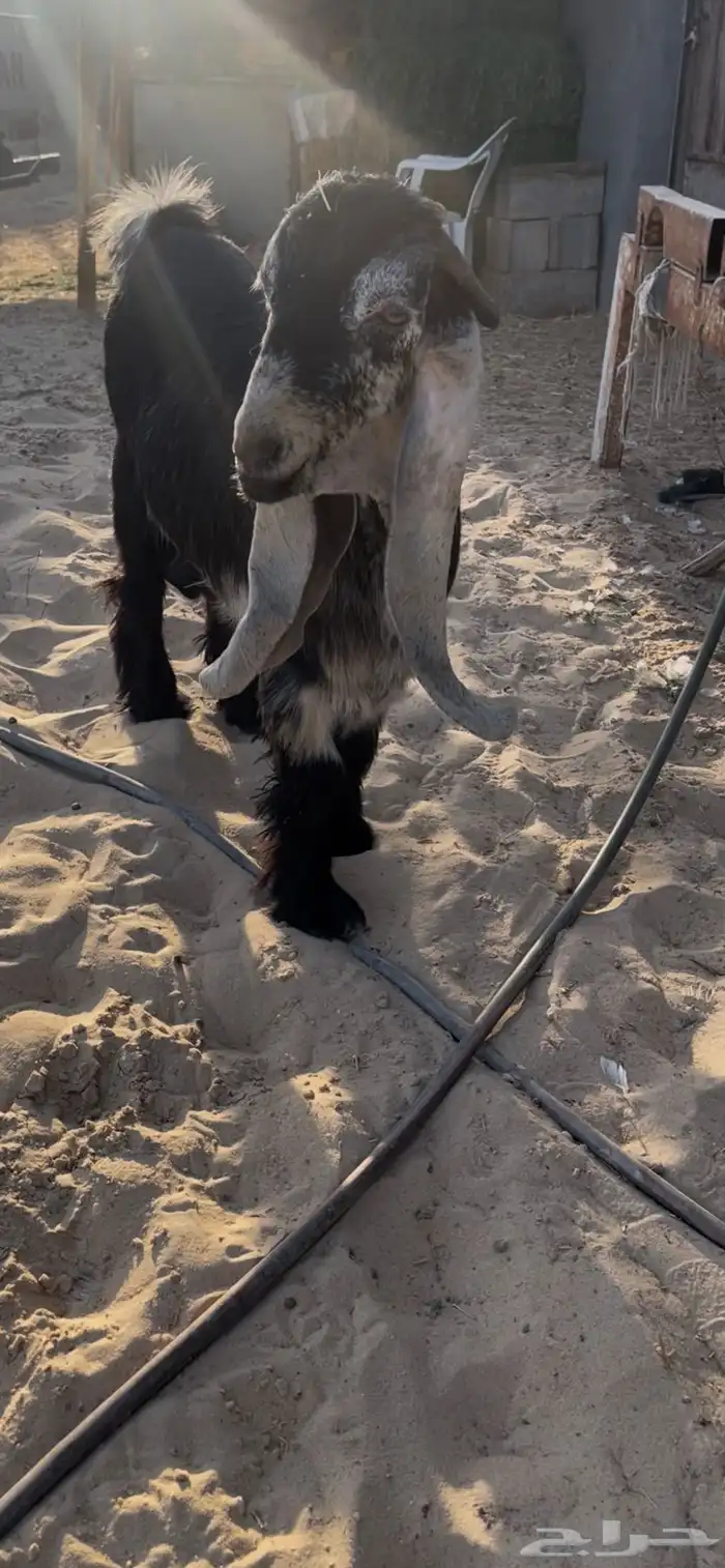 جذع عارضي معرف من حلال السعدون بالاحساء 2