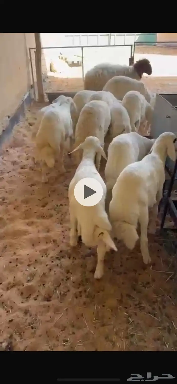 بهم حري طيب بالحيل ونظيف شرط 0