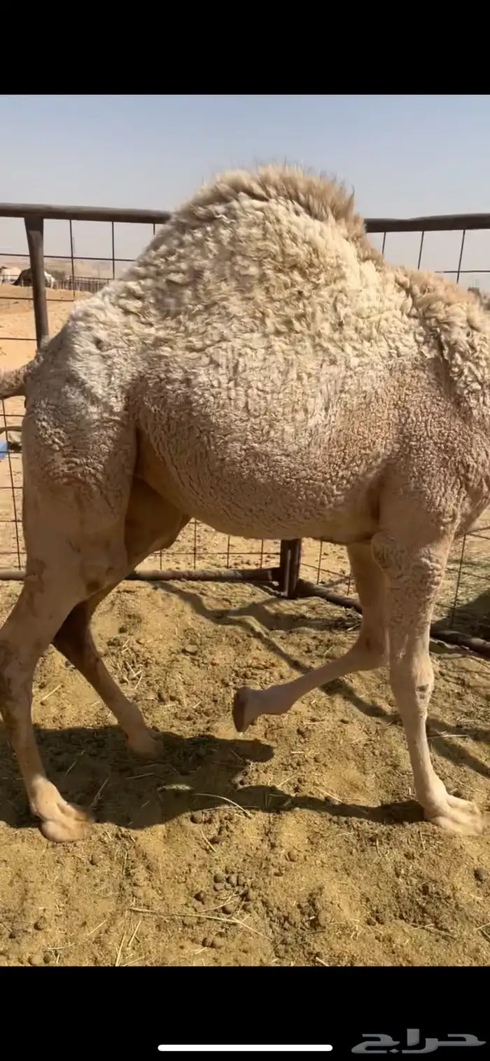 بكره فل شحم حليب 0