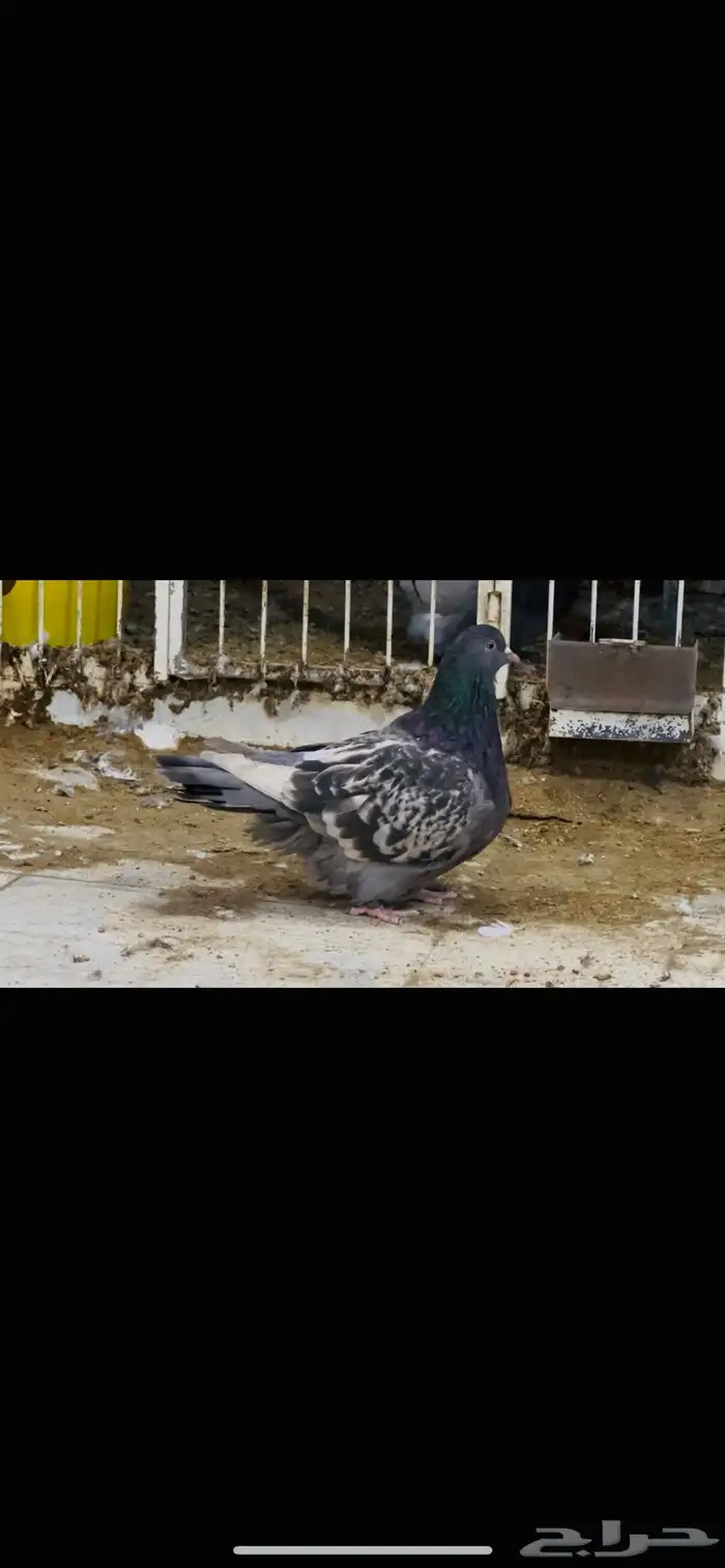 انثى فرش براون تشيك 0