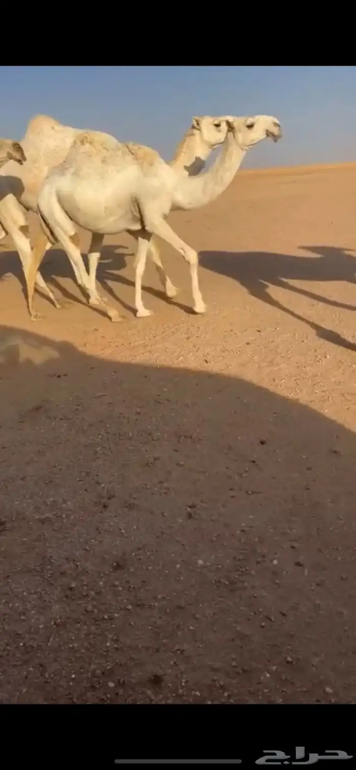 بكره حيسونيه فرديه جميع امورها شروط 0