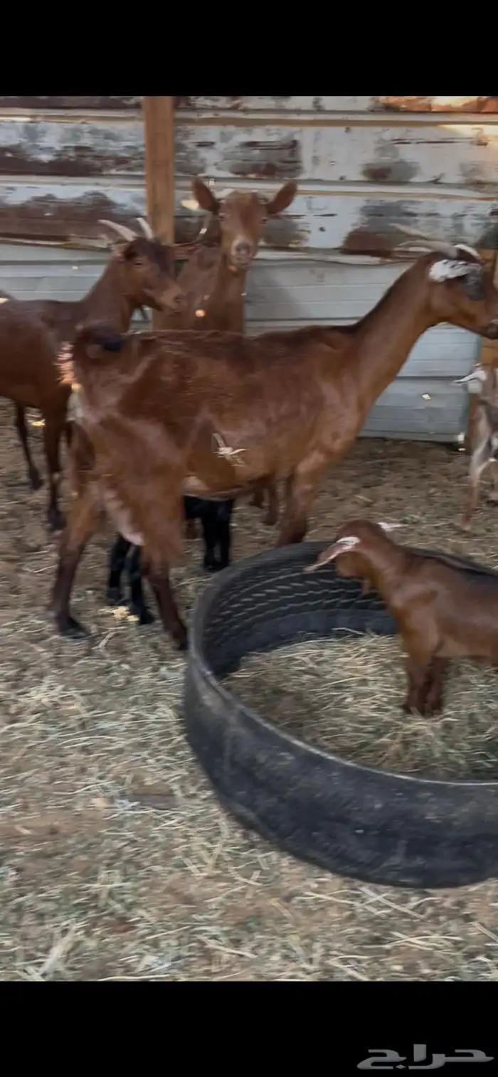 معزا محايليات دهم 2