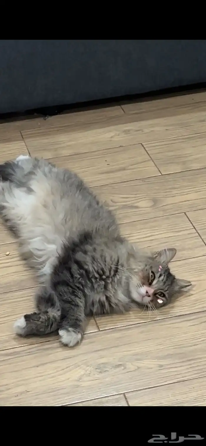 قطط 0