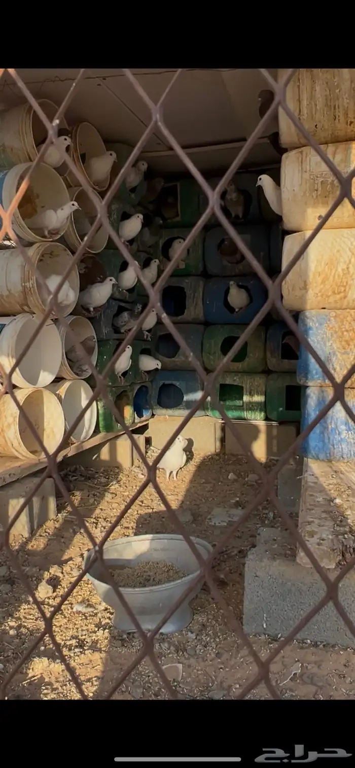 حمام فرنسي وكم جوز سلفر 1