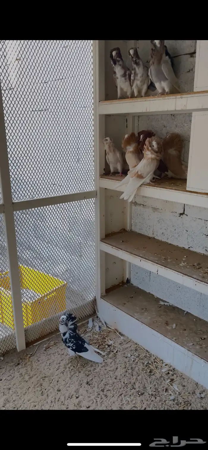 حمام هجين جكوبين 1