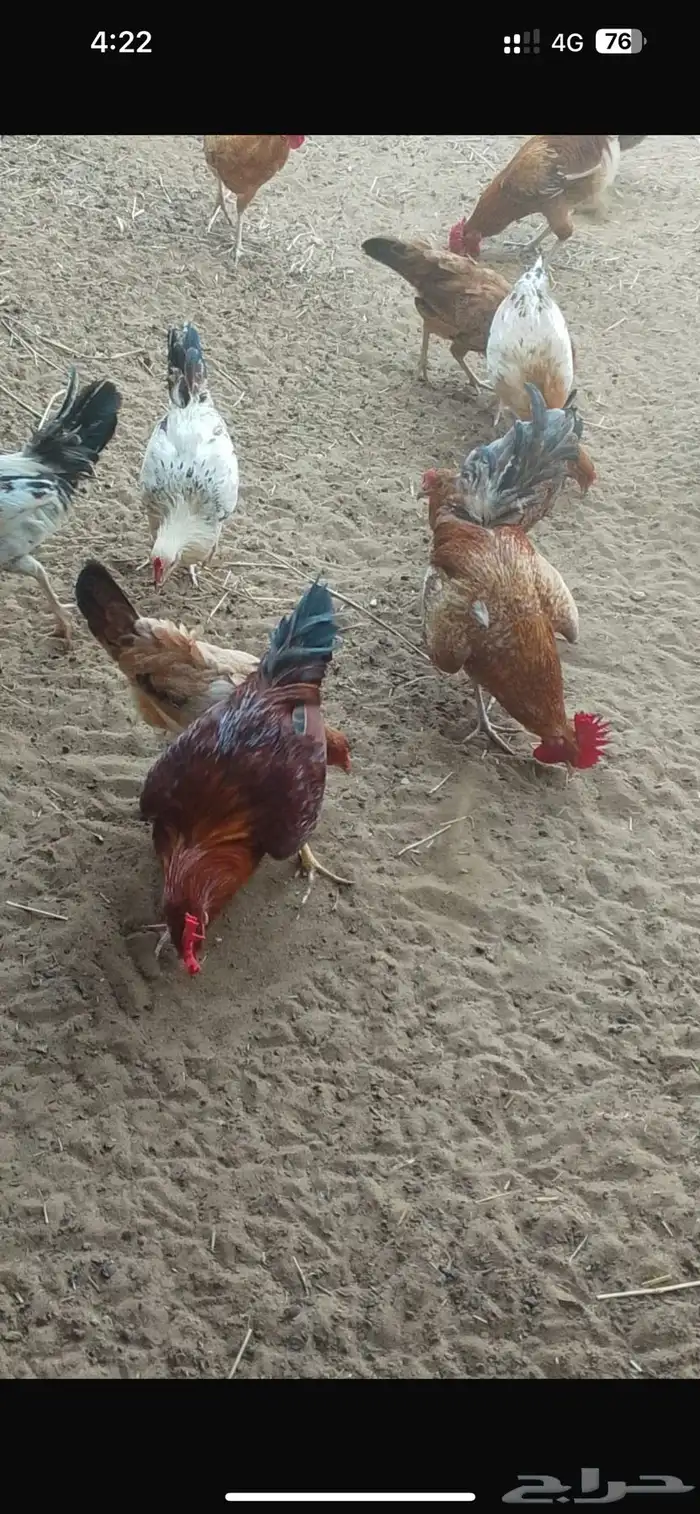 ديوك بلدي للبيع 7