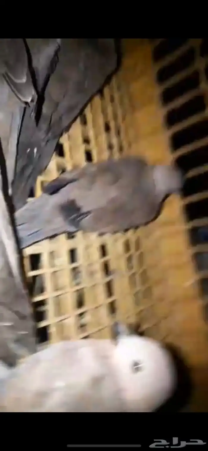 السلام عليك عندي قمري 0