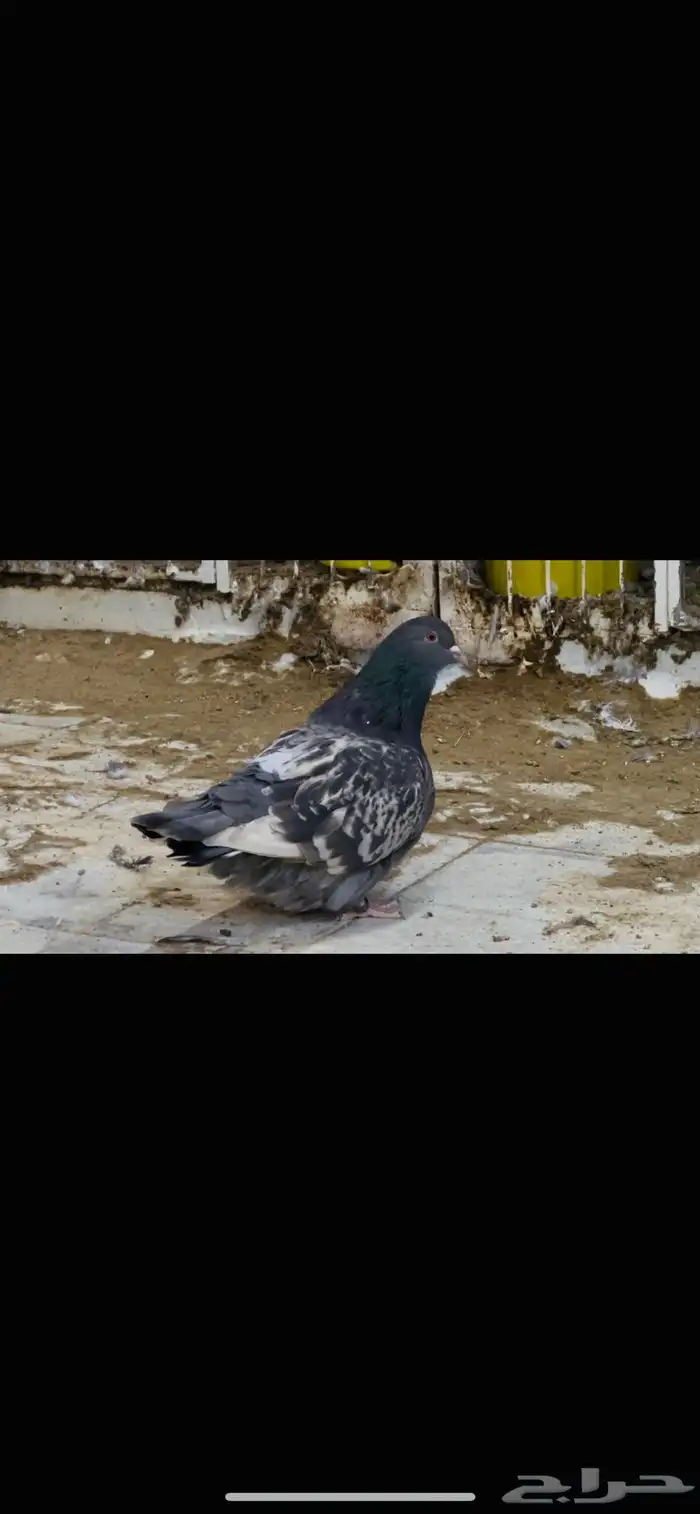 انثى فرش براون تشيك 1