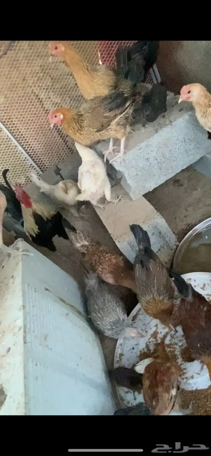 ديك كفو وحار ونشيط مسيوم ب60 وسليم شرط واصامل يتواصل معي 2