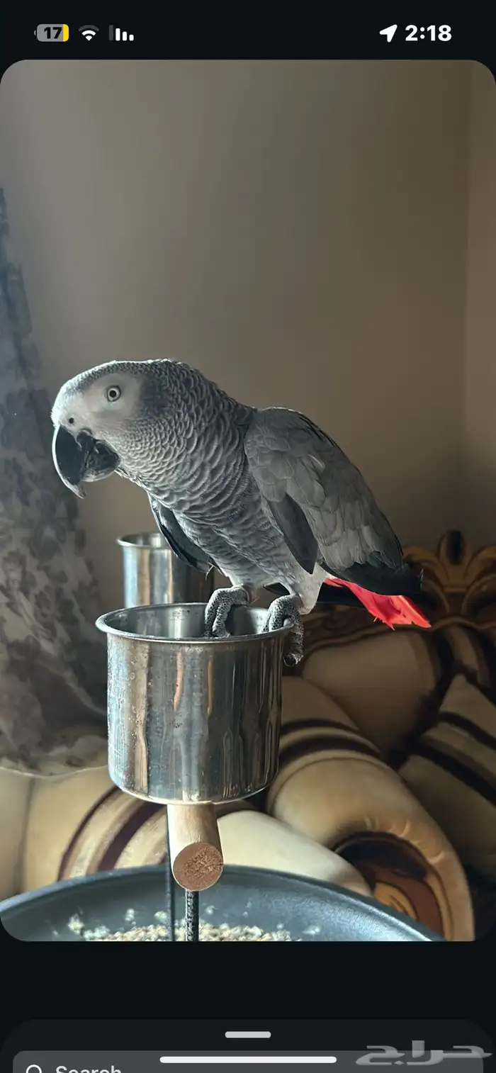 ببغاء كاسكو اليف ومتكلم فوق 10 كلمات 5