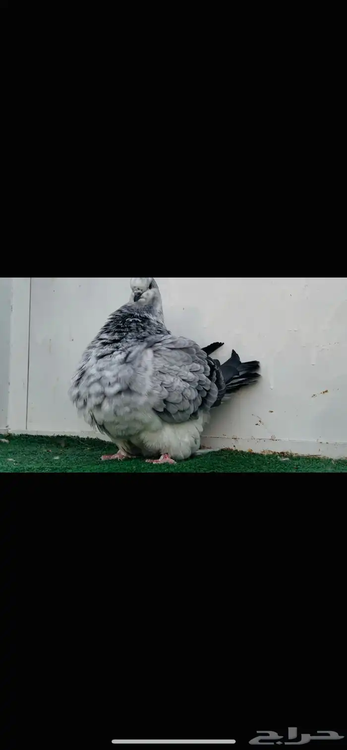 انثى فرش top 4