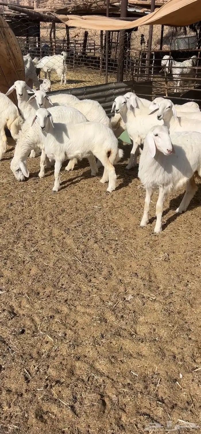 رخال حريه حرش 3