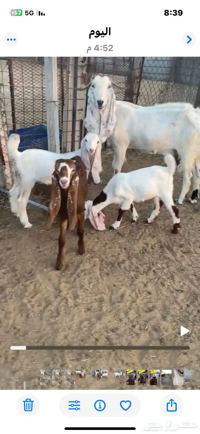 عنز تحتها ثلاثة 3