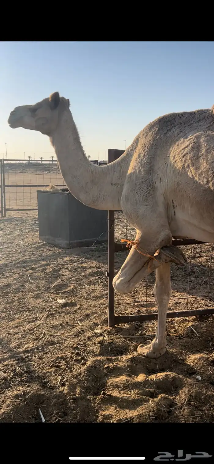 خلفه طيبه للبيع 1