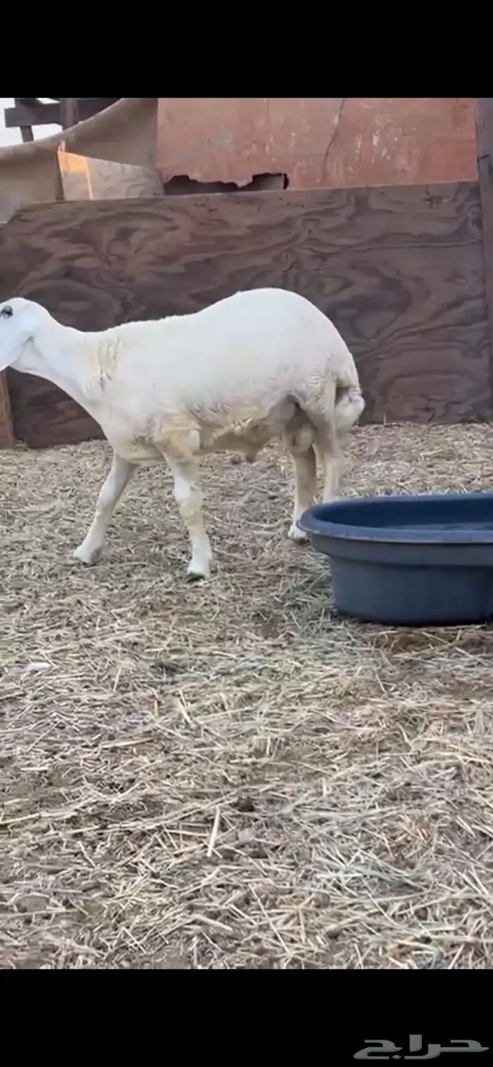 طلي جبر بالحيل 0