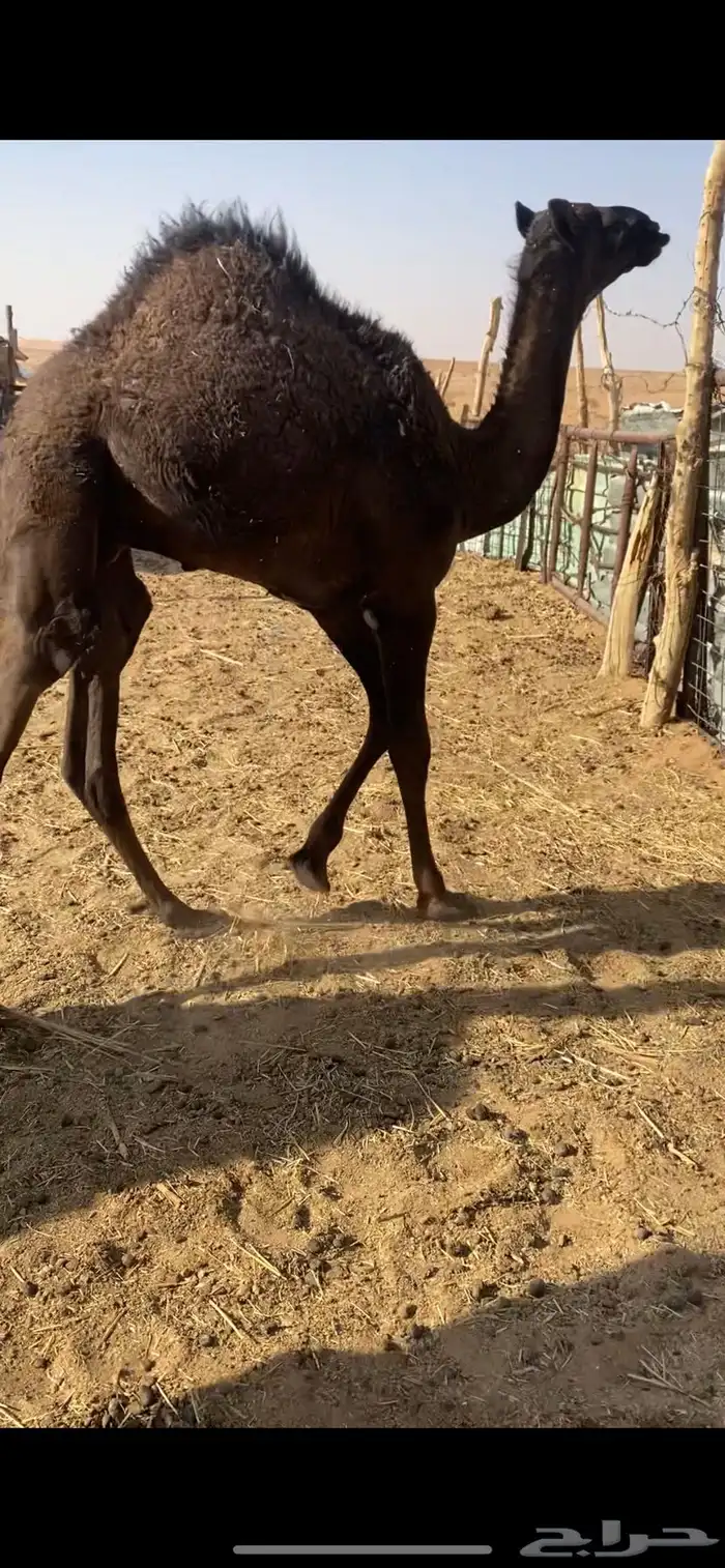 قعود قصب لباني 3