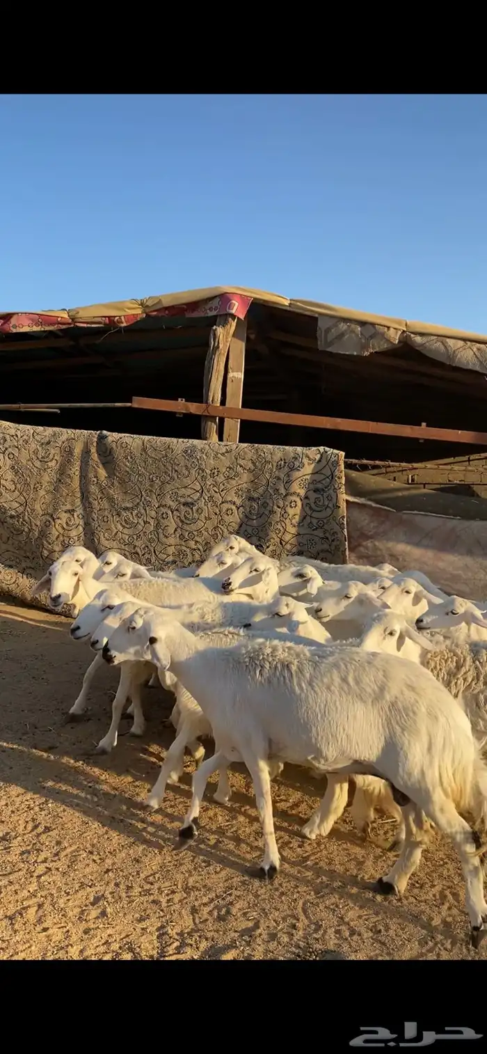 ارخال حرررش 2