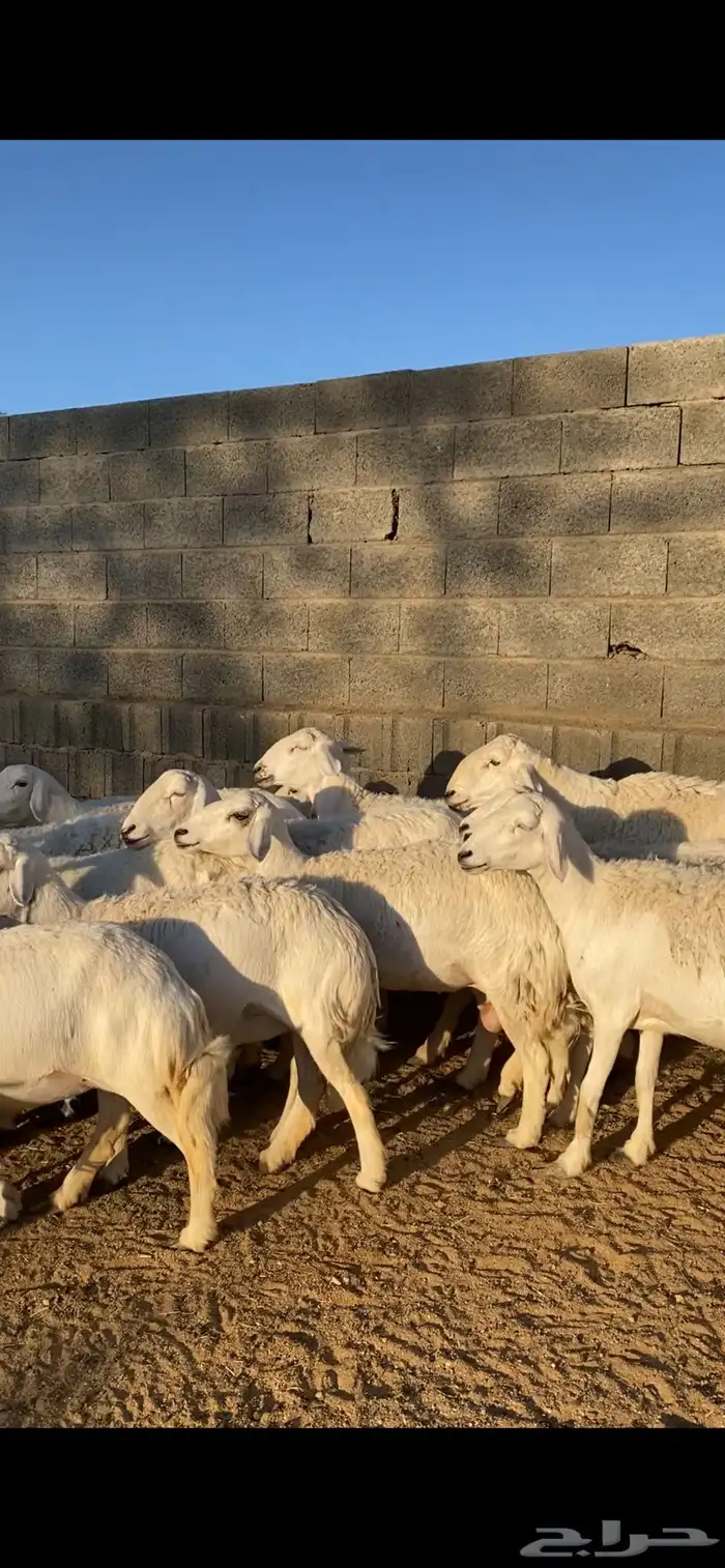 ارخال حرررش 0