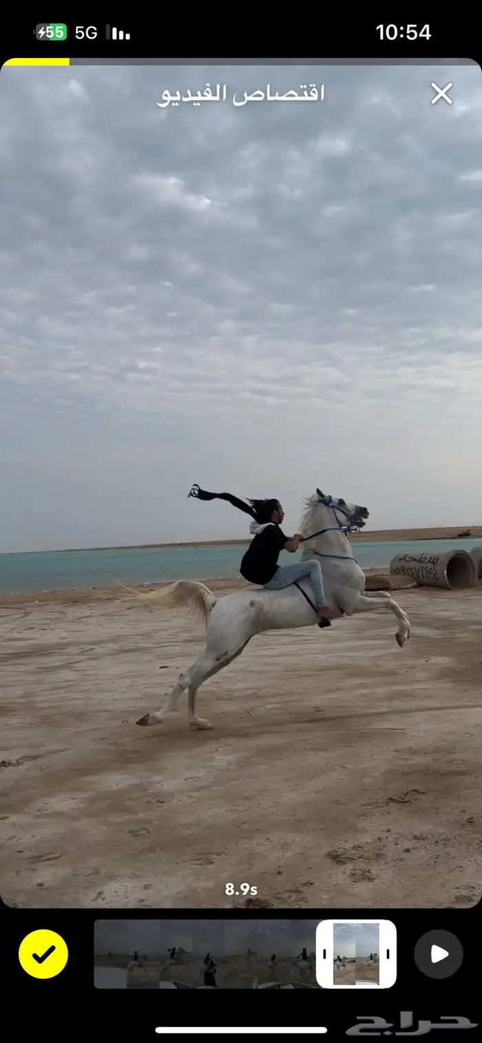 حصان شعبي 8