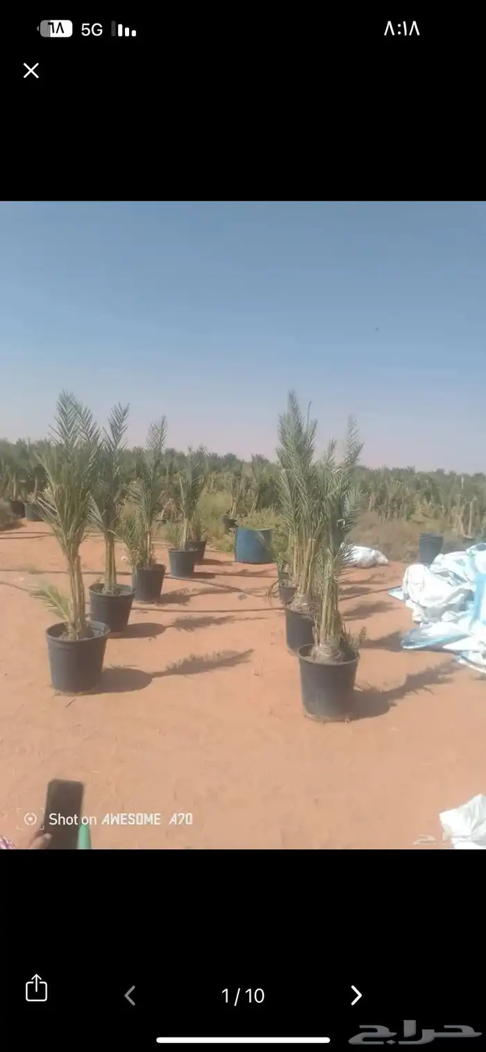 فروخ نخل بانواعه 0