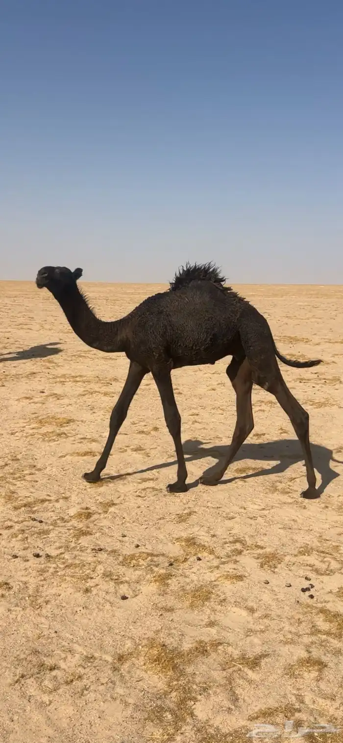 ابل مجاهيم طيبه بمعداتها 8