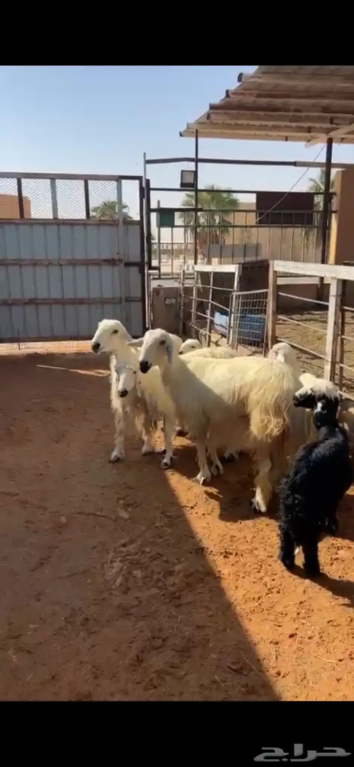 للبيع نجد عيسيات متابيع كفوو فاخره ( تم البيع ) 1