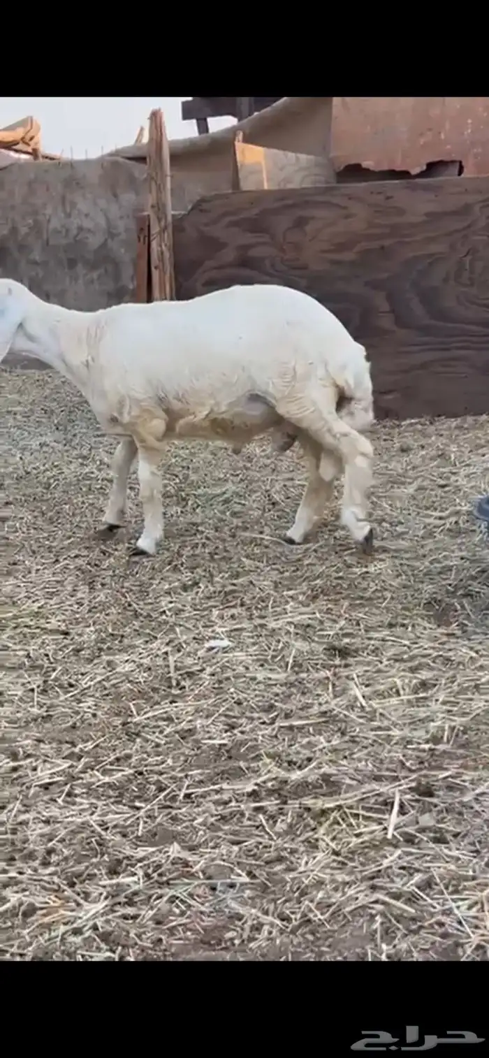 طلي جبر بالحيل 1