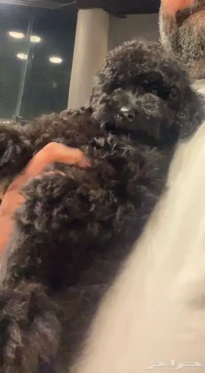 للبيع جرو بيور توي بودل مستوى عالي لون ملكي index