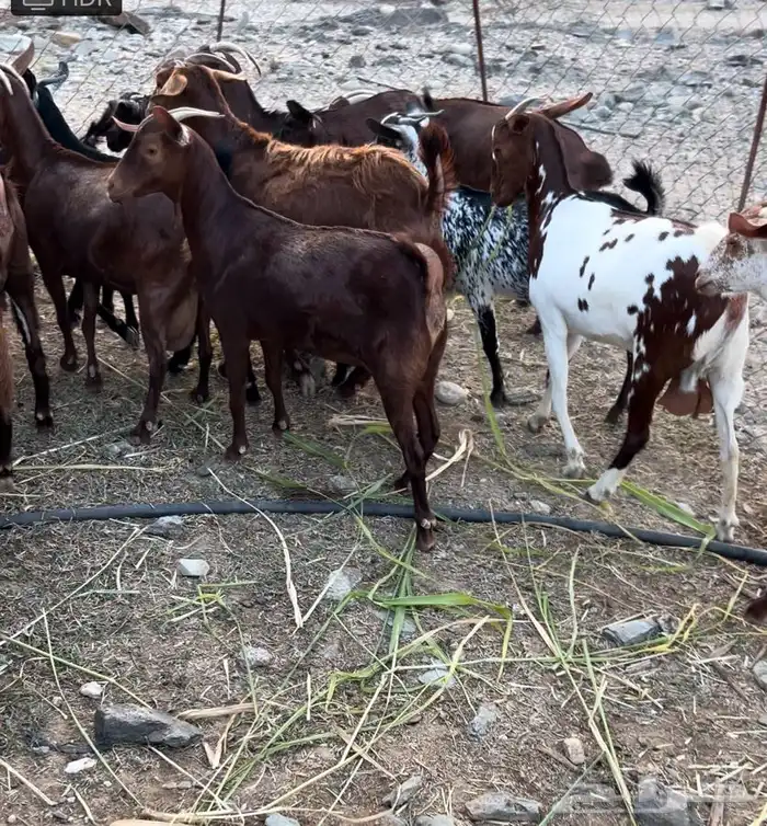 غنم دهم صنف محايليات 5