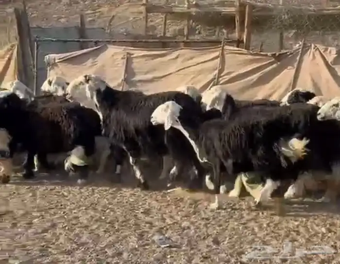 النجد المراح الفاخر 6