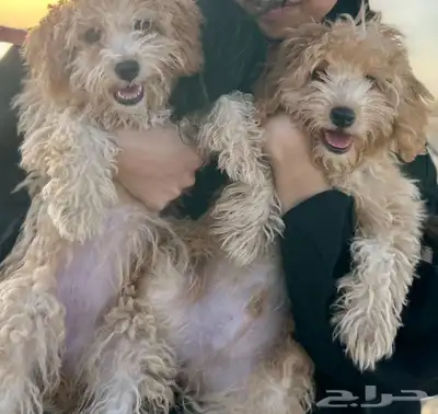 زوج  كلاب ليتل بودل عمر تقريبا 6 شهور مطعمين ولهم جواز سفر index