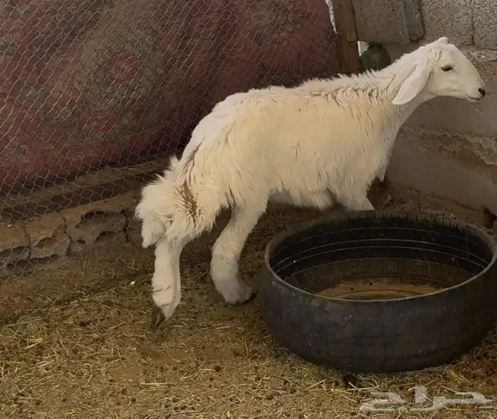 ذبايح حري و داغور سواكني 10