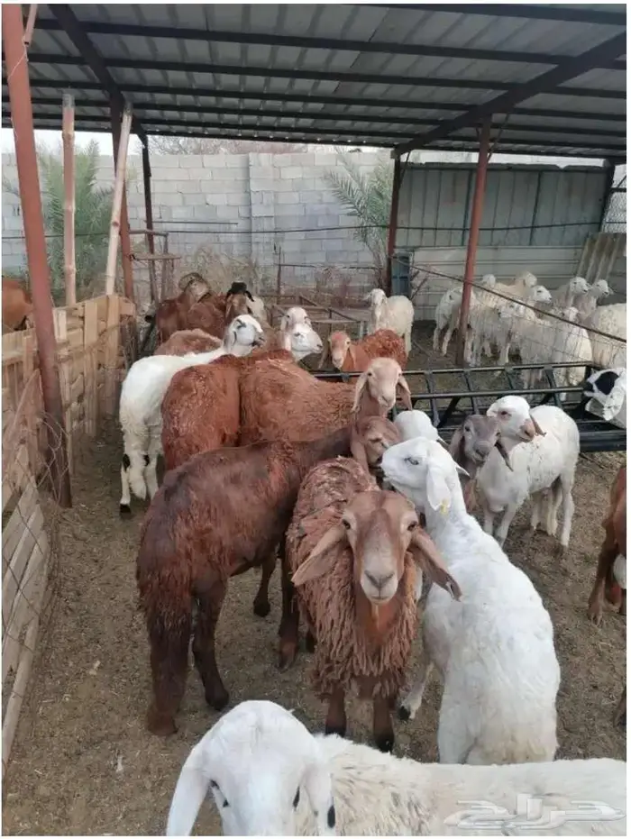 ذبائح حنيذ مندي عربي سليق كوزي مديني كابلي بخاري 20