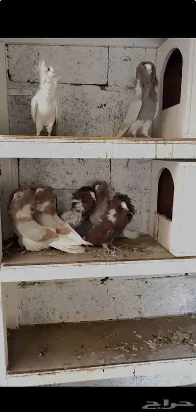 حمام هجين جكوبين index