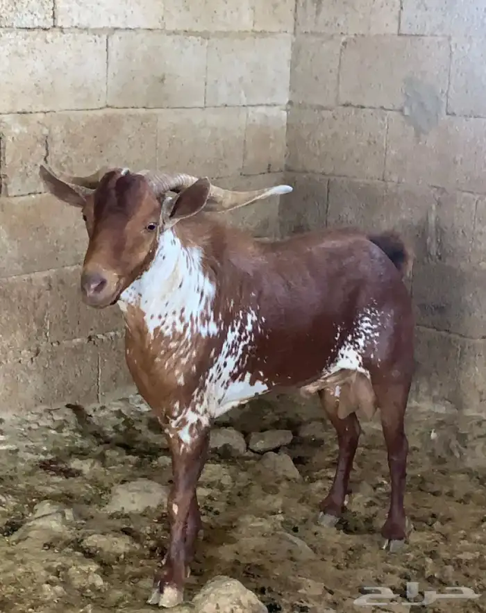 تيس فحل اوشح 1