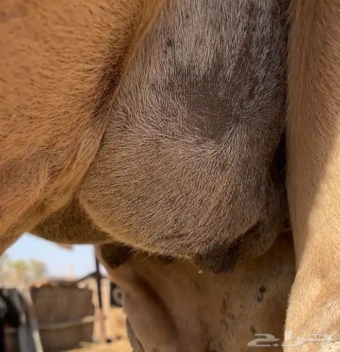 لقحه رباع حمرا 4