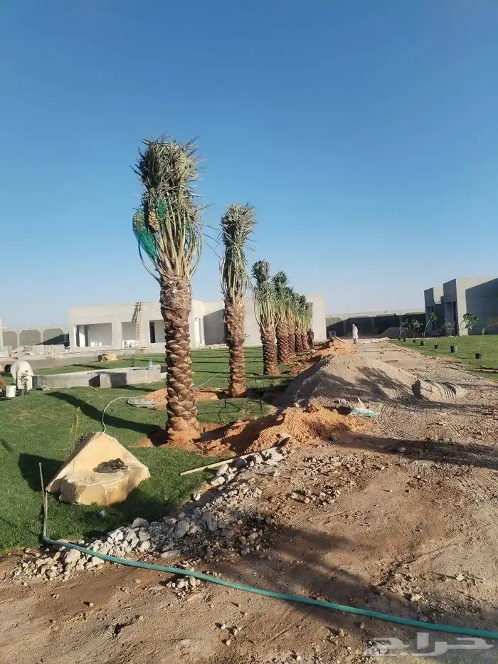 نخيل  الرياض  المزاحميه  الخرج  شقراء  الدوادمي  عفيف  القص 9