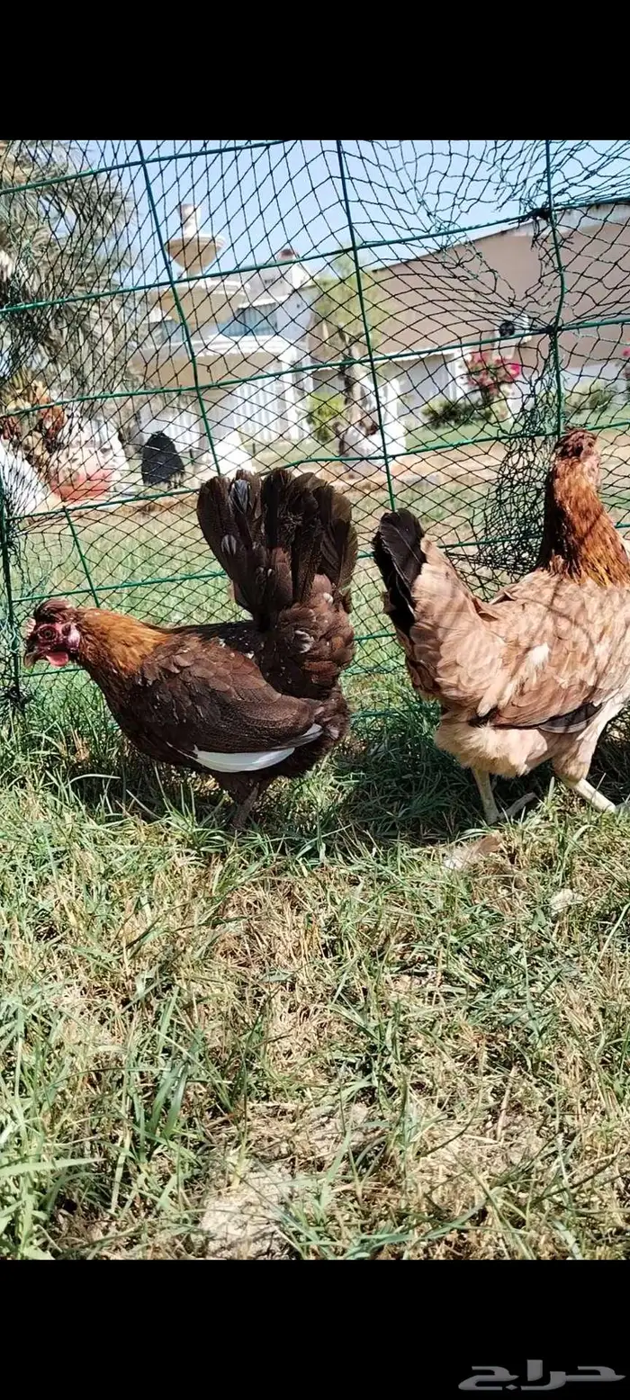 للبيع 3 دجاجات ترثه 1