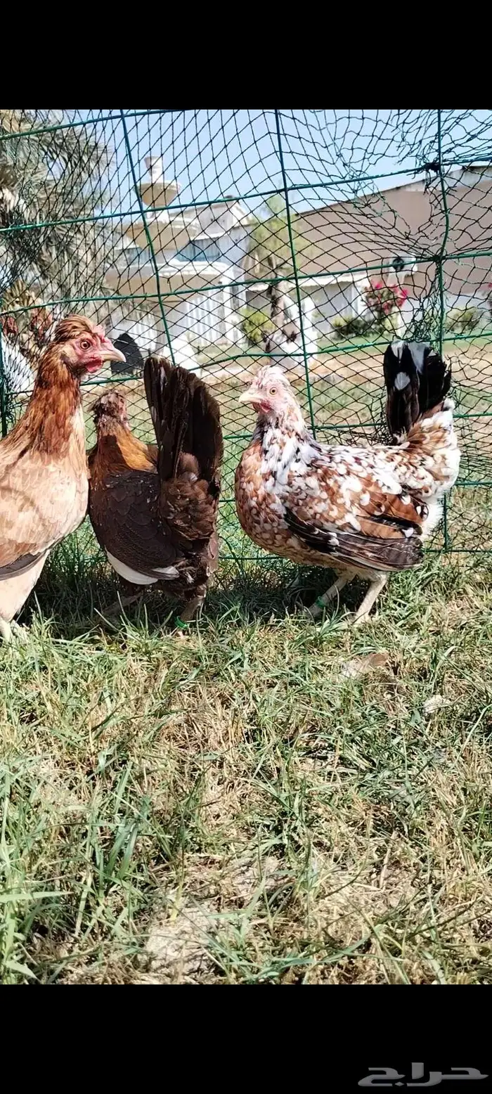 للبيع 3 دجاجات ترثه 6