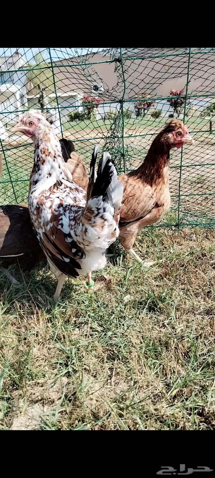 للبيع 3 دجاجات ترثه 5