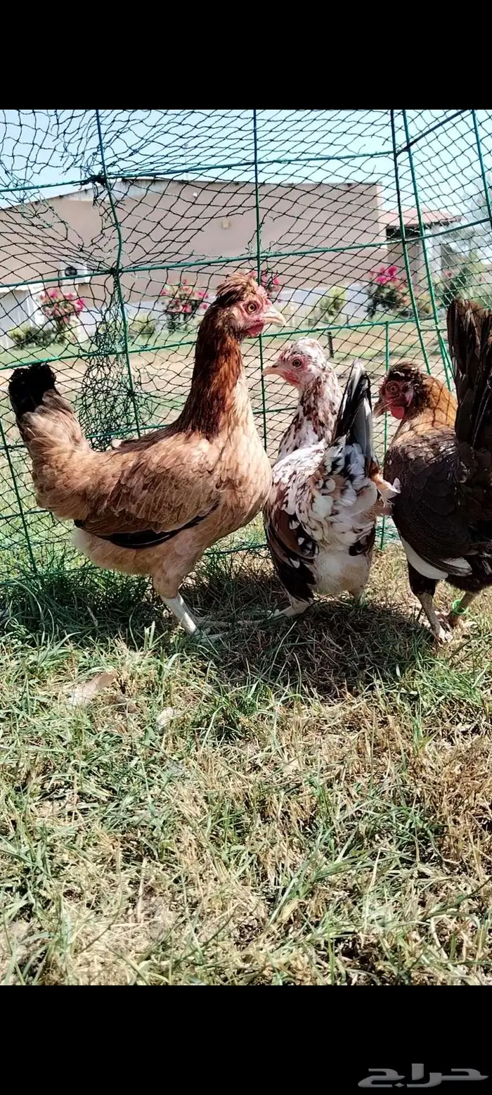 للبيع 3 دجاجات ترثه 3