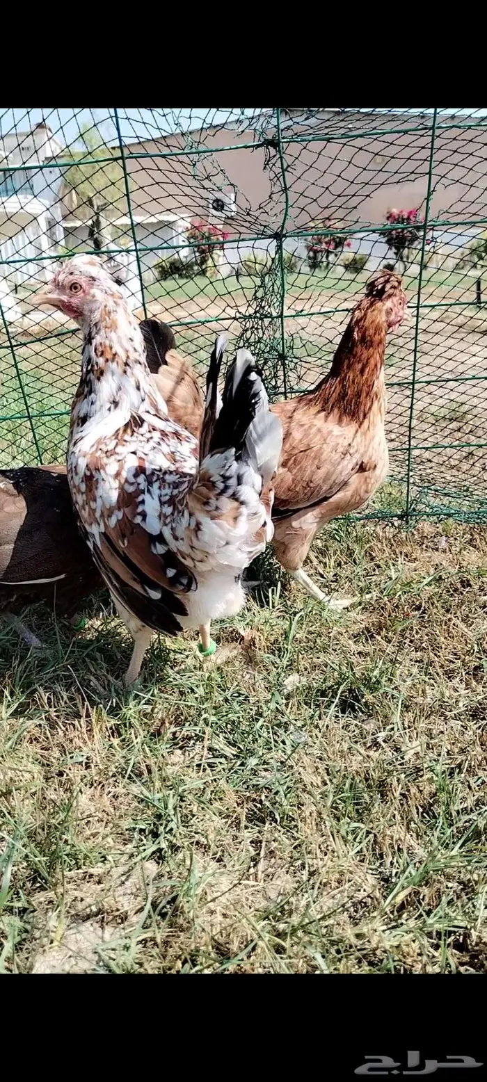 للبيع 3 دجاجات ترثه 4