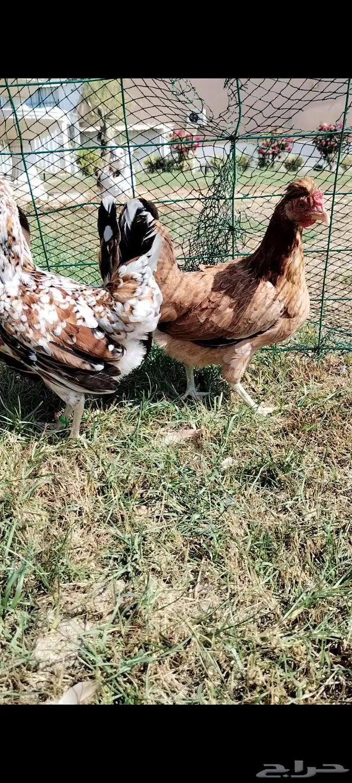 للبيع 3 دجاجات ترثه 0