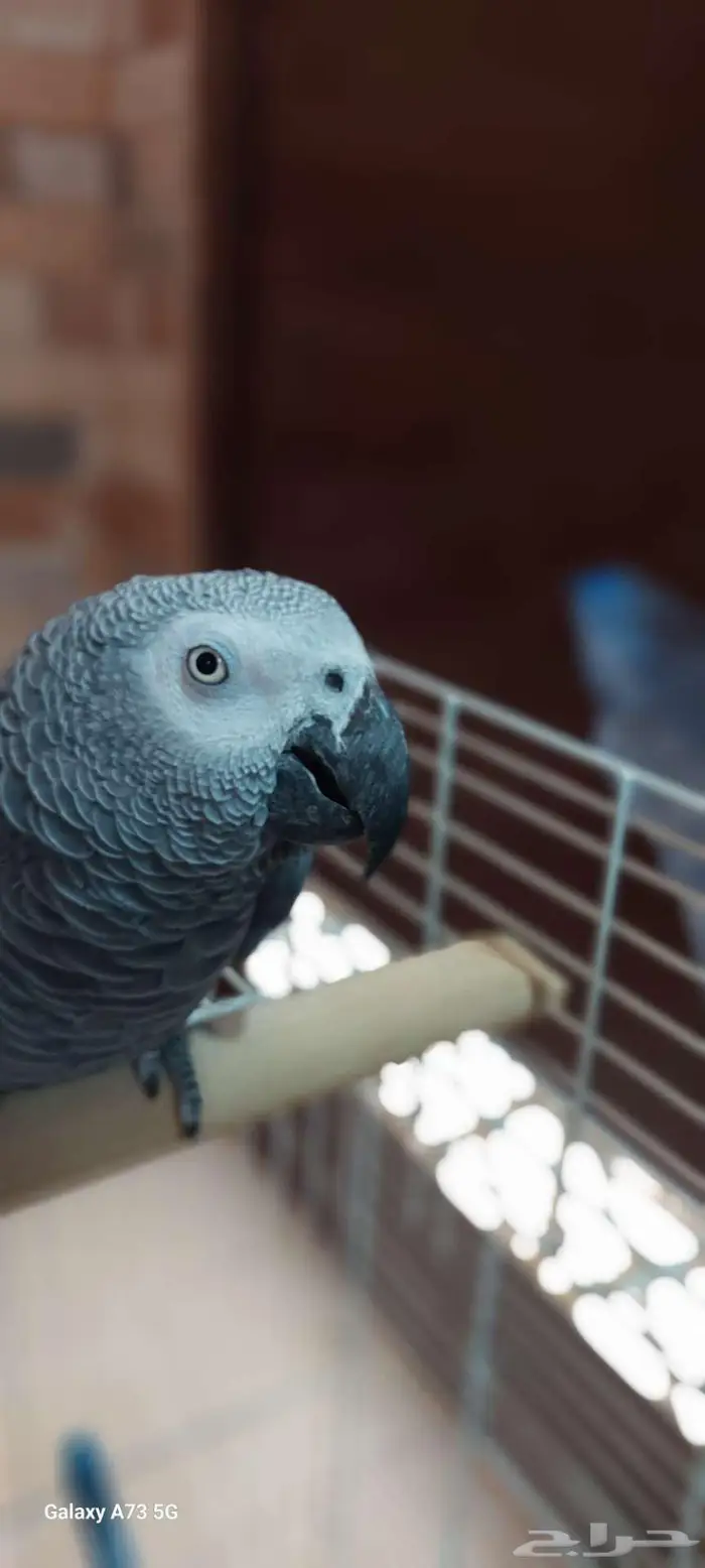 ببغاء كاسكو 2