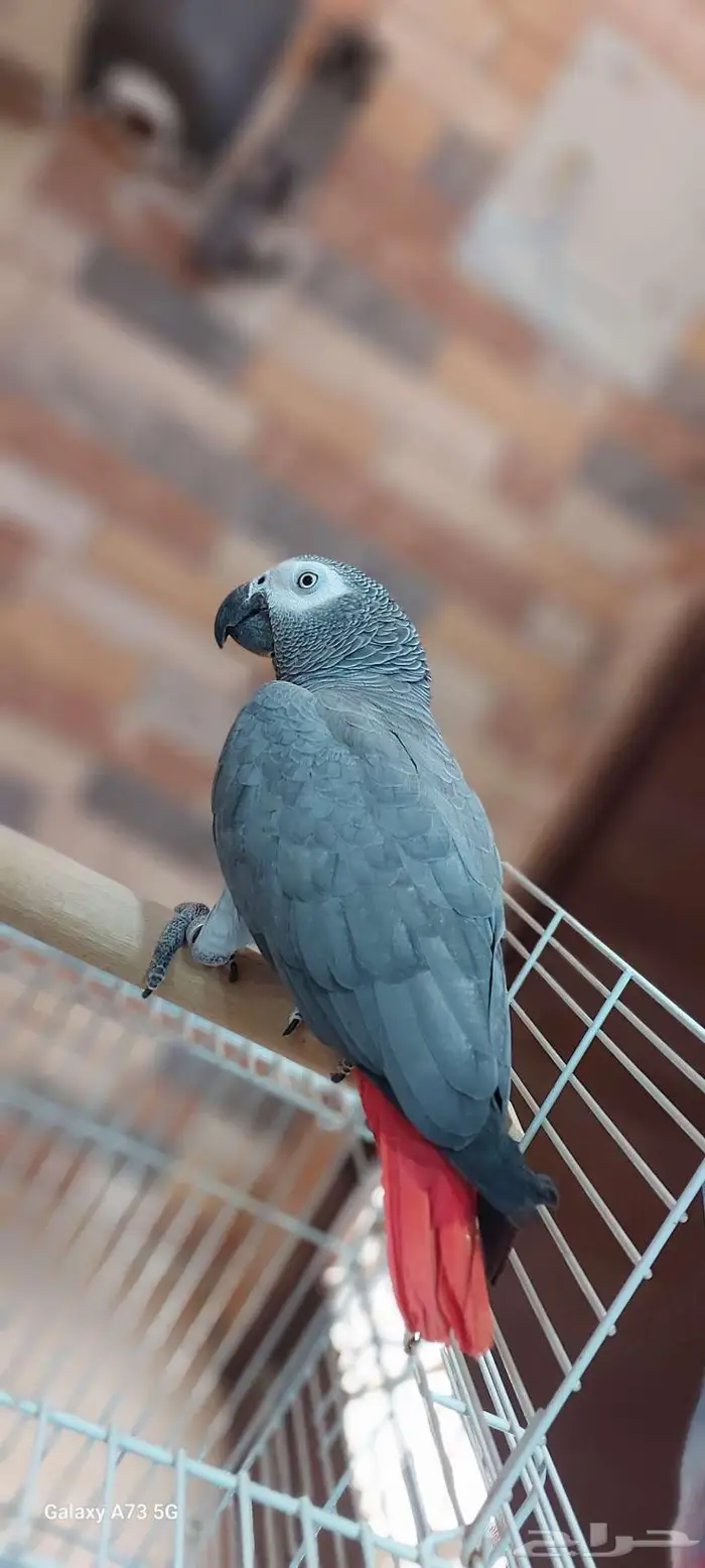 ببغاء كاسكو 3