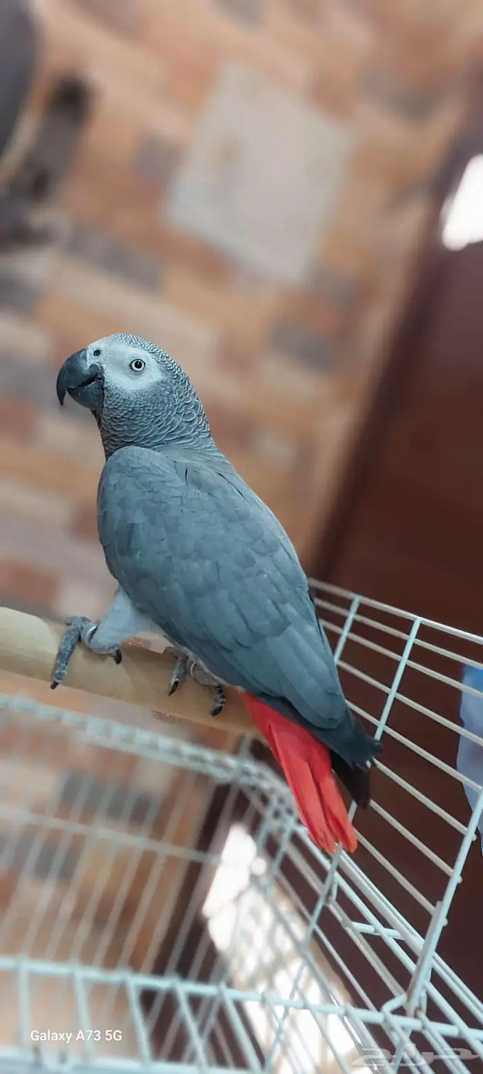 ببغاء كاسكو 1