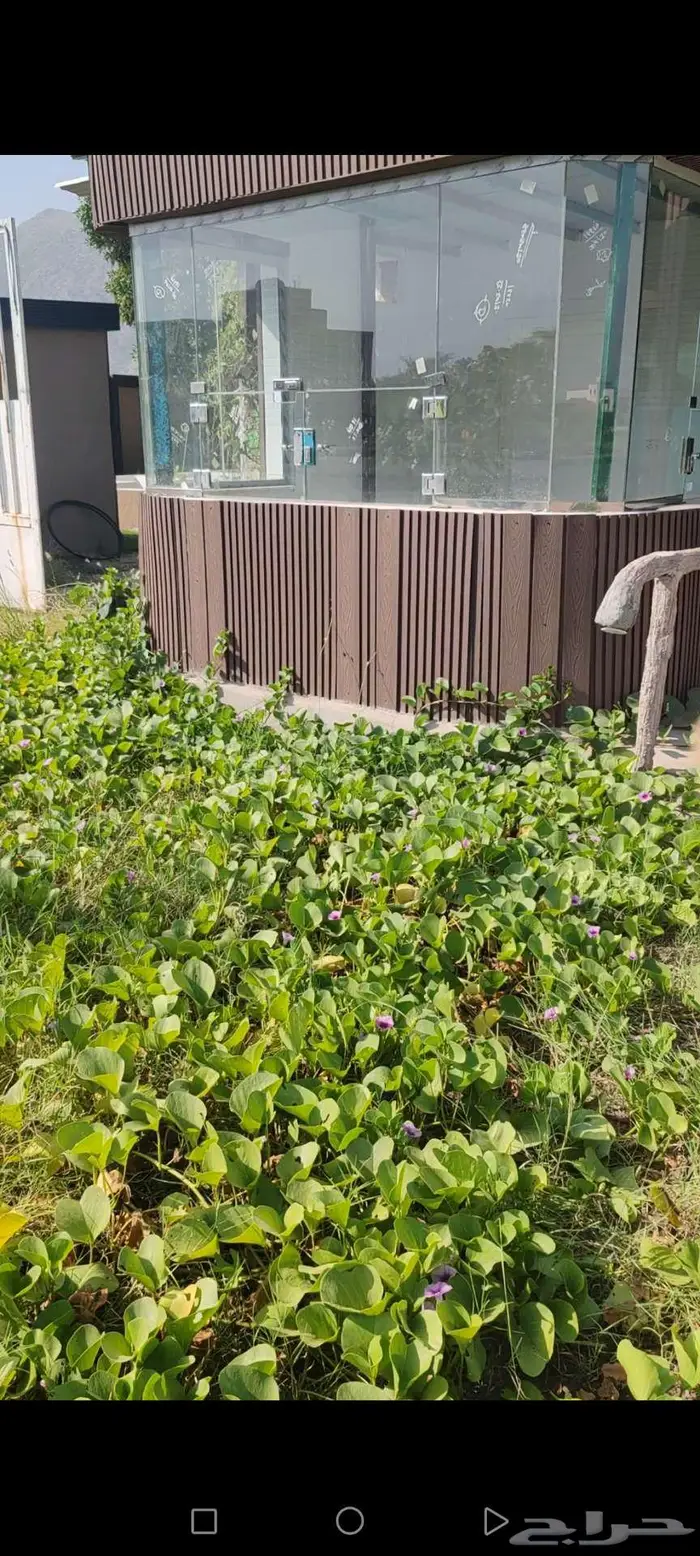 منتجع و ديوانيه ومقعي. بمساح2500 متر. للايجار محايل ترقش. 2