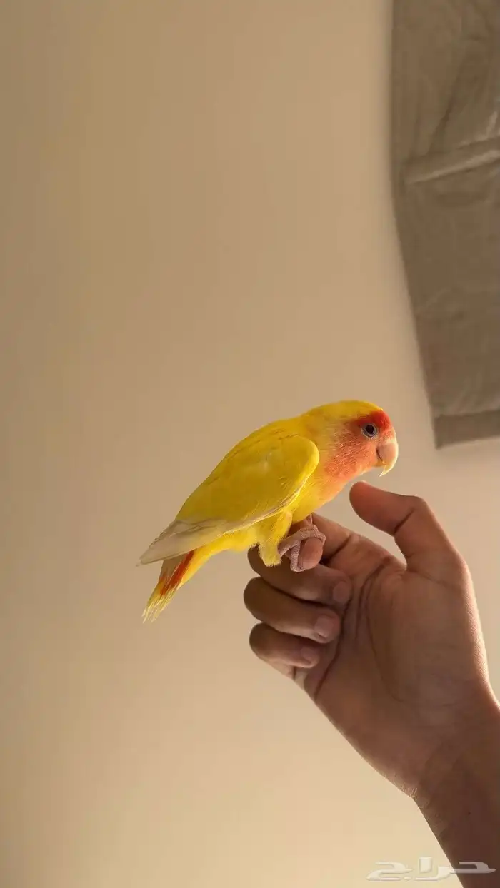 روزات اليفه جميع الالوان 5